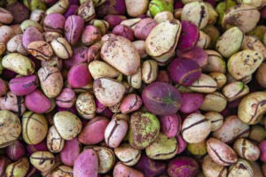 kola nut