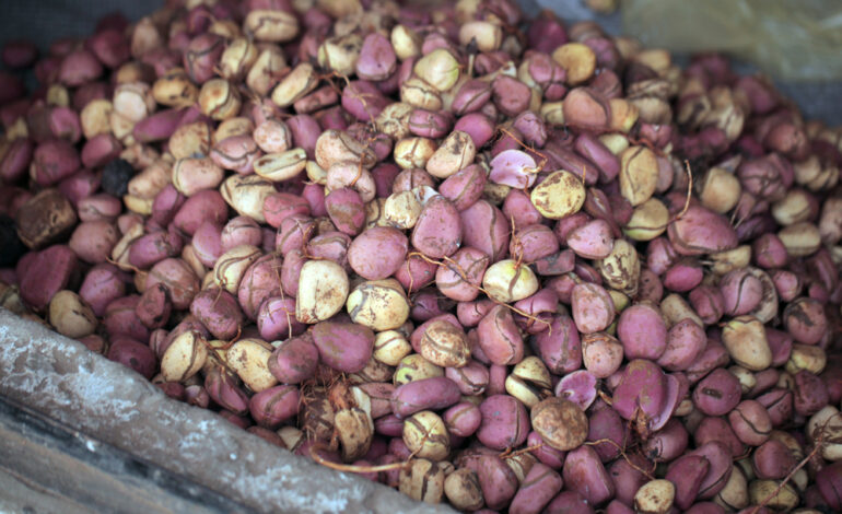  The Harmful Effects Of Kola Nuts