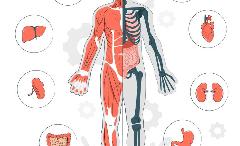  How Much Do You Know About The Human Body